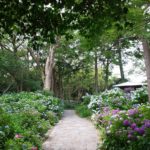 下田あじさい公園行ってきました！